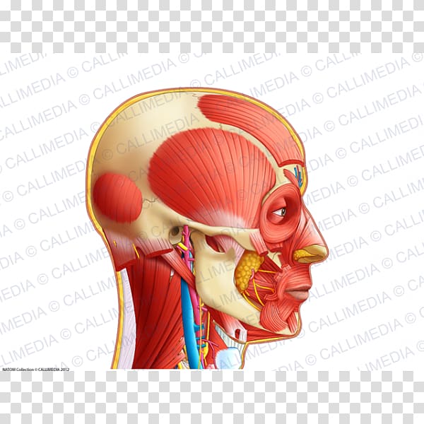 Neck Ear Anatomy Physiology Organ, ear transparent background PNG clipart