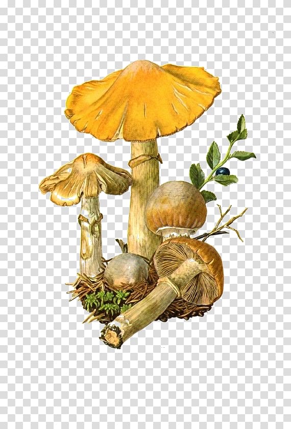 Edible mushroom Amanita muscaria Fungus Botanical illustration, mushroom transparent background PNG clipart