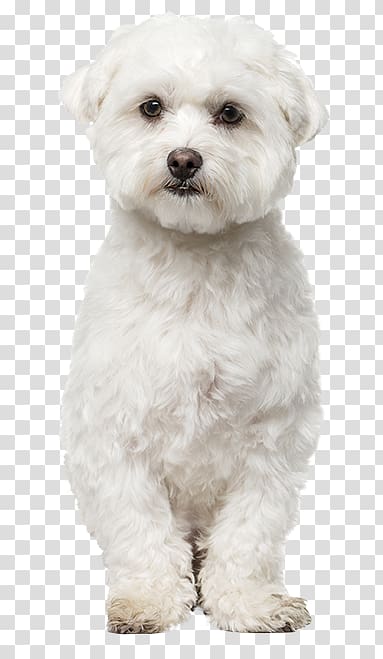 Maltese dog Bichon Frise Havanese dog Bolognese dog Bolonka, white-dog transparent background PNG clipart