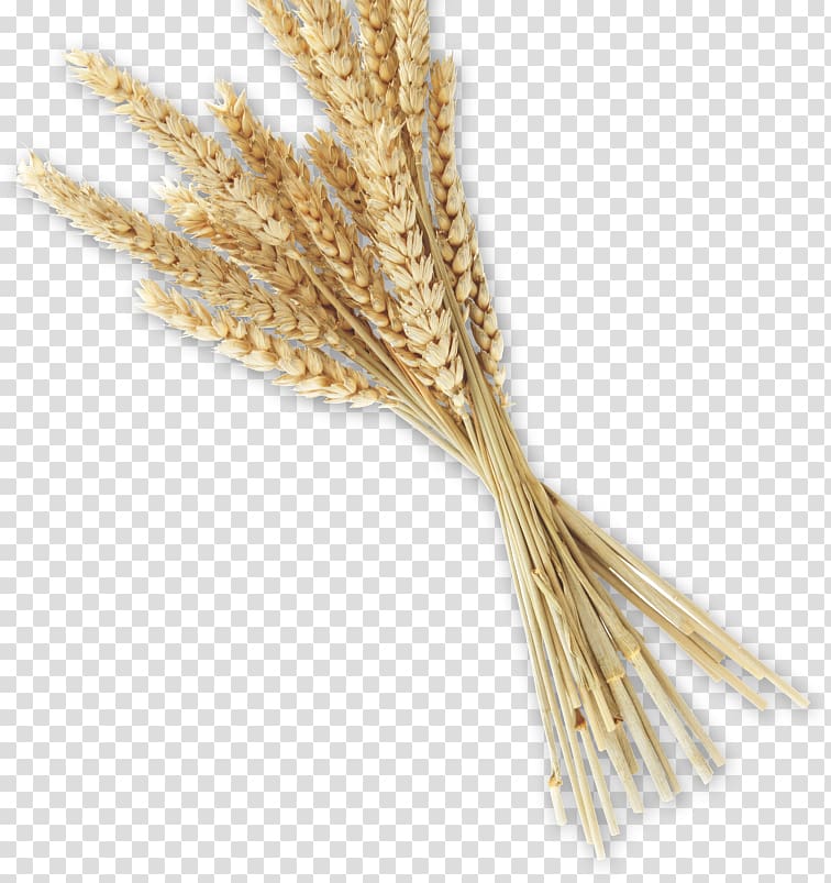 Emmer Bread Whole grain Spelt Einkorn wheat, bread transparent background PNG clipart