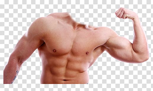 Muscle transparent background PNG clipart