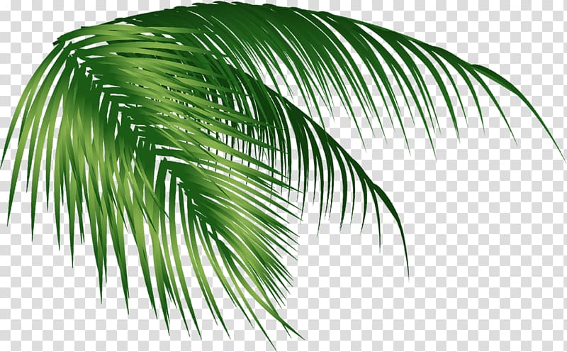 green palm leaf , Arecaceae Coconut Leaf, coconut tree transparent background PNG clipart