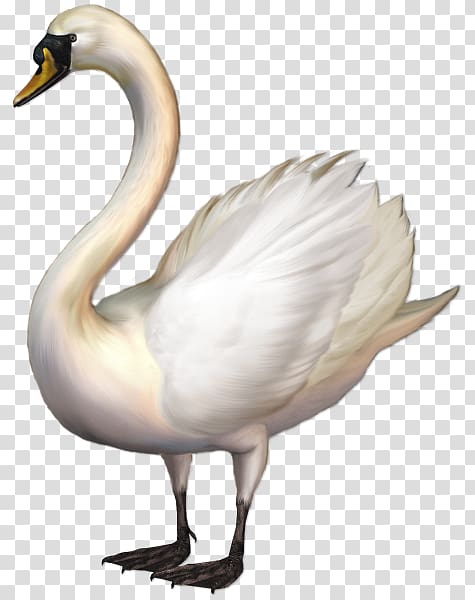 Mute swan , Mute Swan transparent background PNG clipart