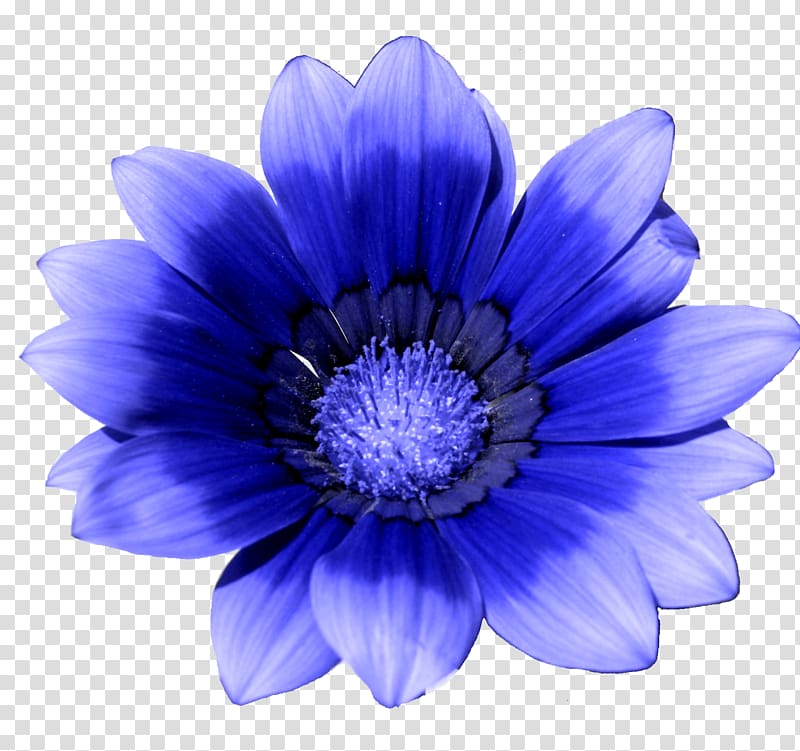 Blue flower White Cornflower, blue transparent background PNG clipart