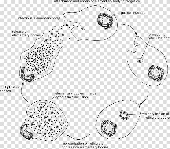 Chlamydia trachomatis Chlamydiae Chlamydia infection Intracellular parasite, neonatal transparent background PNG clipart