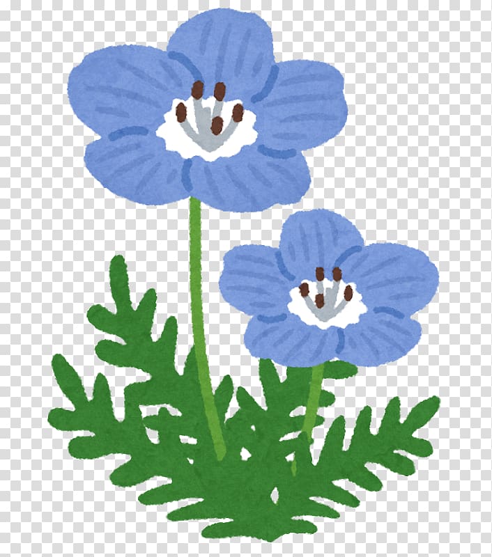 Hitachi Seaside Park Baby blue eyes Katsuta Station Petal Flower, Nemophila transparent background PNG clipart