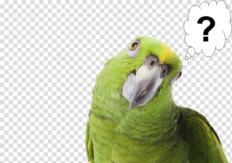 Pirate Parrot Bird Yellow-naped amazon Pet, parrot transparent background PNG clipart