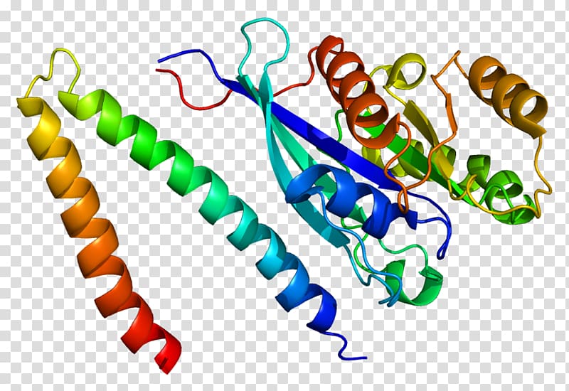 RAB7A RILP Protein GTPase, chain gene transparent background PNG clipart