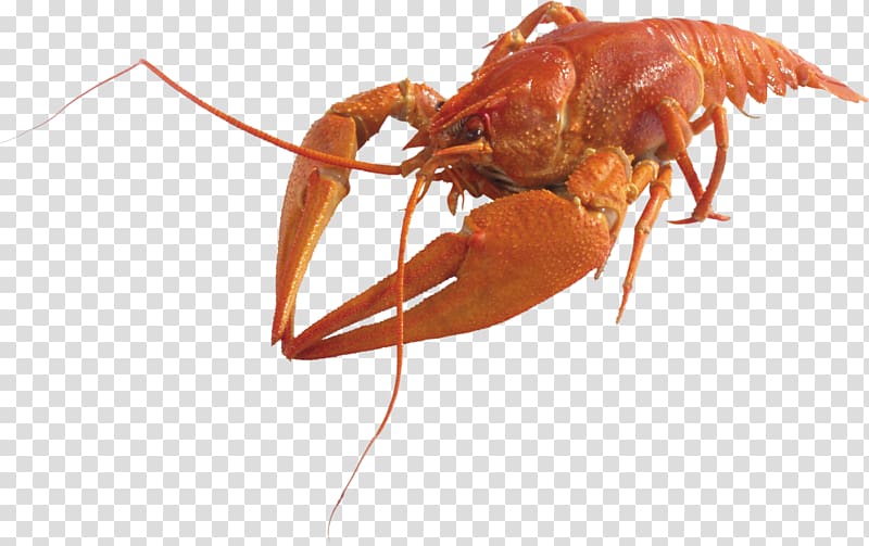 Lobster Crayfish as food Seafood, Lobster transparent background PNG clipart