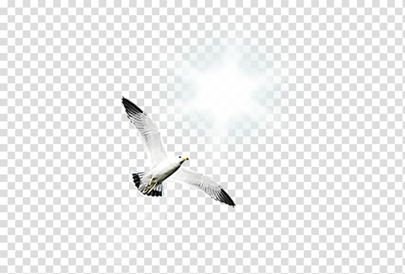 Bird Gulls Shunde District, White Gull transparent background PNG clipart