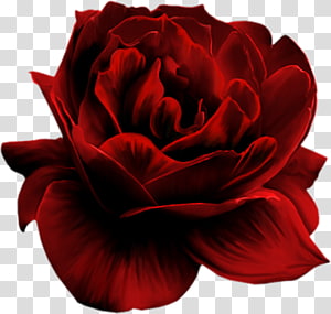 Red Flower , flower transparent background PNG clipart thumbnail
