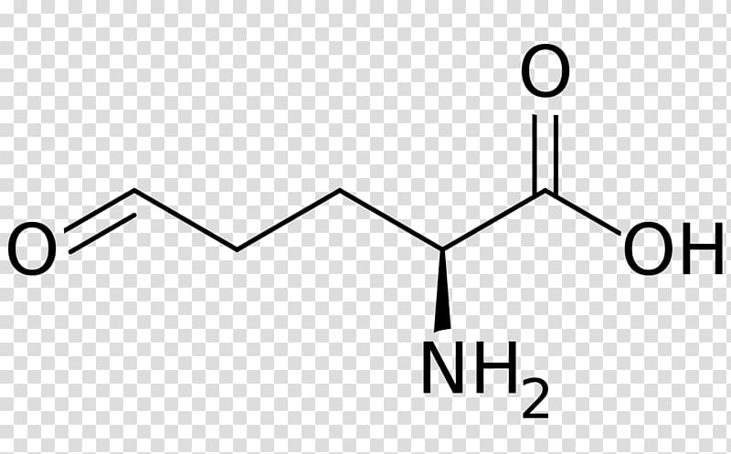 Glutamic acid Glutamate-5-semialdehyde Amino acid beta-Methylamino-L-alanine, others transparent background PNG clipart
