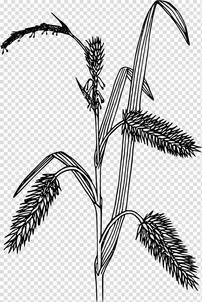 Line art Carex hystericina , others transparent background PNG clipart