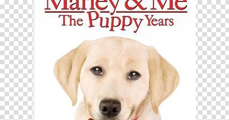 Puppy Marley & Me: Life and Love with the World\'s Worst Dog Labrador Retriever Film, puppy transparent background PNG clipart