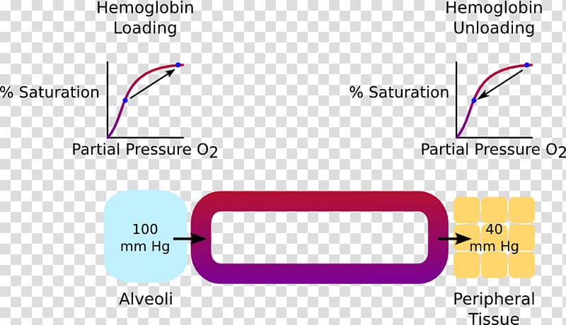 Oxygen–hemoglobin dissociation curve Oxygen–hemoglobin dissociation curve Molecular orbital diagram Technology, means of transport transparent background PNG clipart