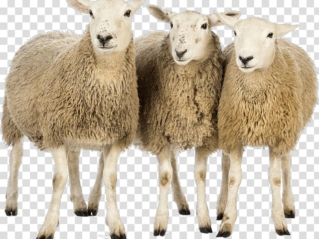 Sheep Portable Network Graphics Transparency , sheep transparent background PNG clipart