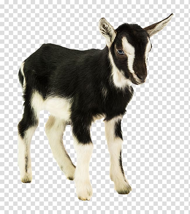Goat Cattle Animal Sticker Bernese Mountain Dog, goat transparent background PNG clipart