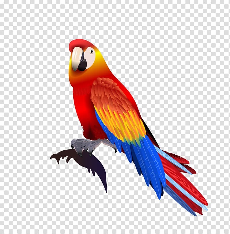 red, blue, and yellow macaw illustration, Parrot Macaw, parrot transparent background PNG clipart
