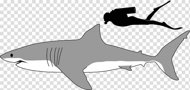 Great white shark Megalodon Lamniformes Tiger shark , Black And White Shark transparent background PNG clipart