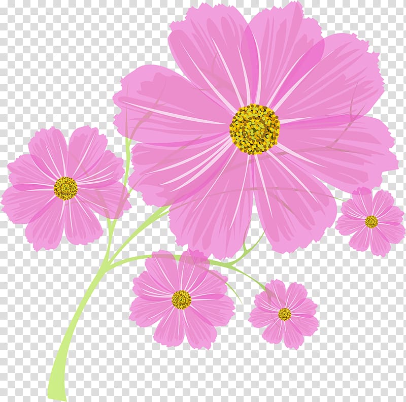 Cosmos Flower Annual plant, flower transparent background PNG clipart