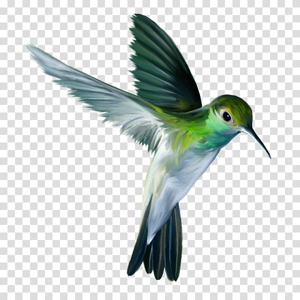 Hummingbird Bird flight Parrot, Bird transparent background PNG clipart