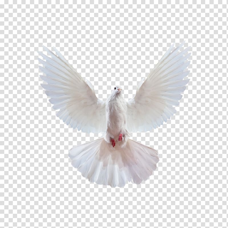 flying pigeon creative,white pigeon transparent background PNG clipart