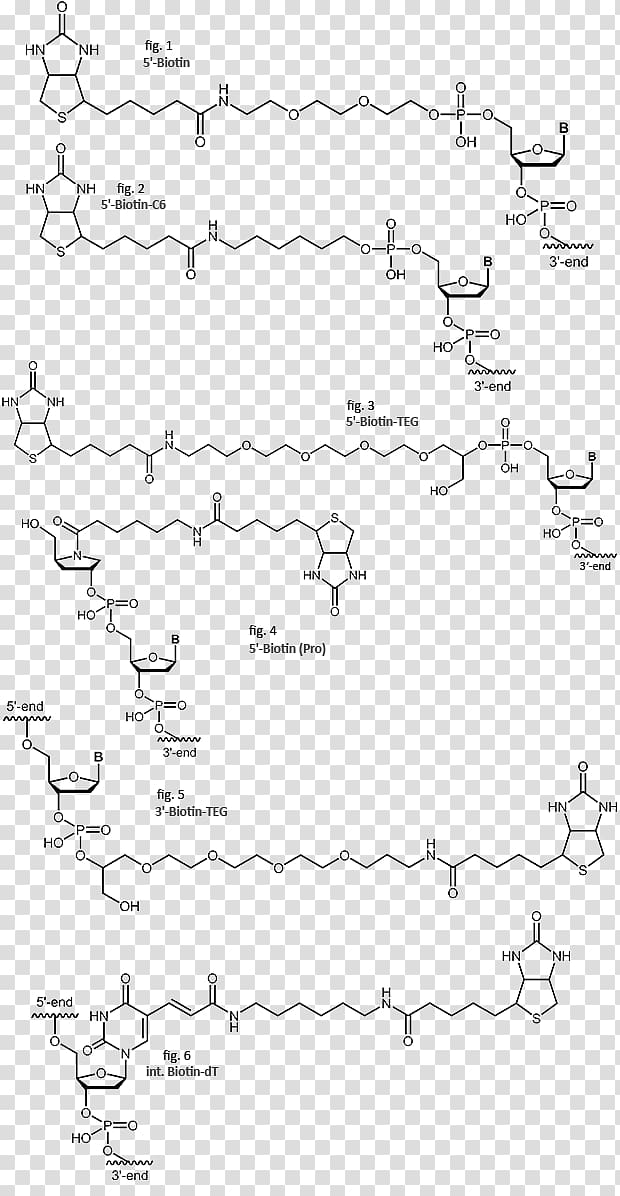 Streptavidin Biotinylation Oligonucleotide, others transparent background PNG clipart