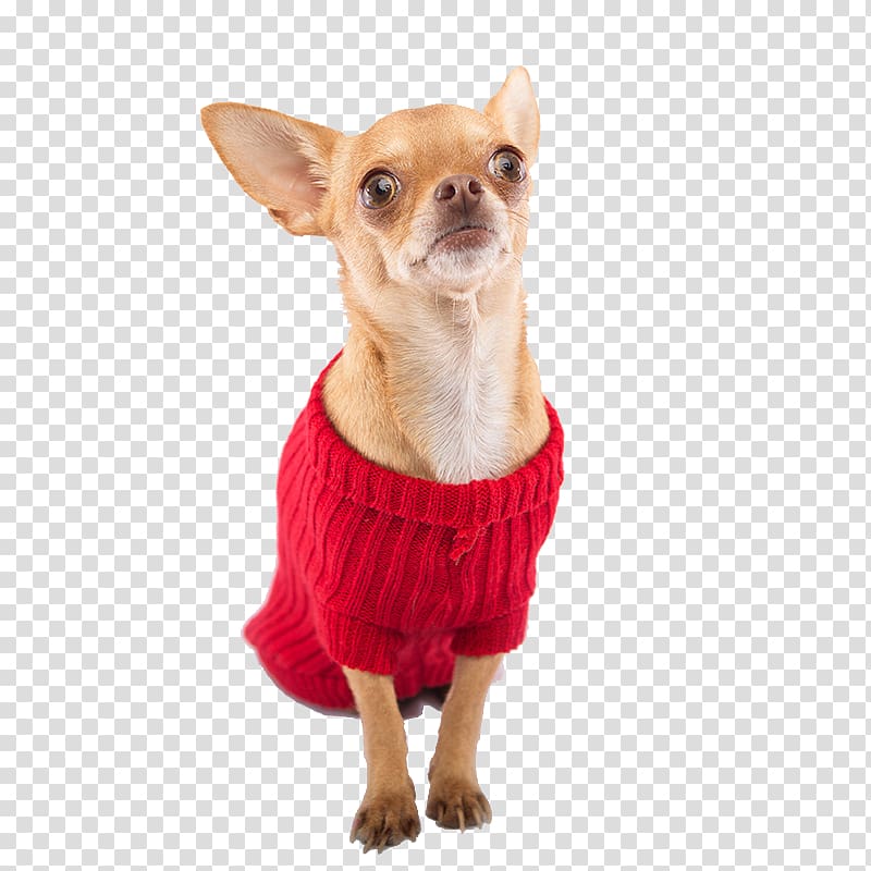 Chihuahua Puppy Dog breed Companion dog Clothing, puppy transparent background PNG clipart
