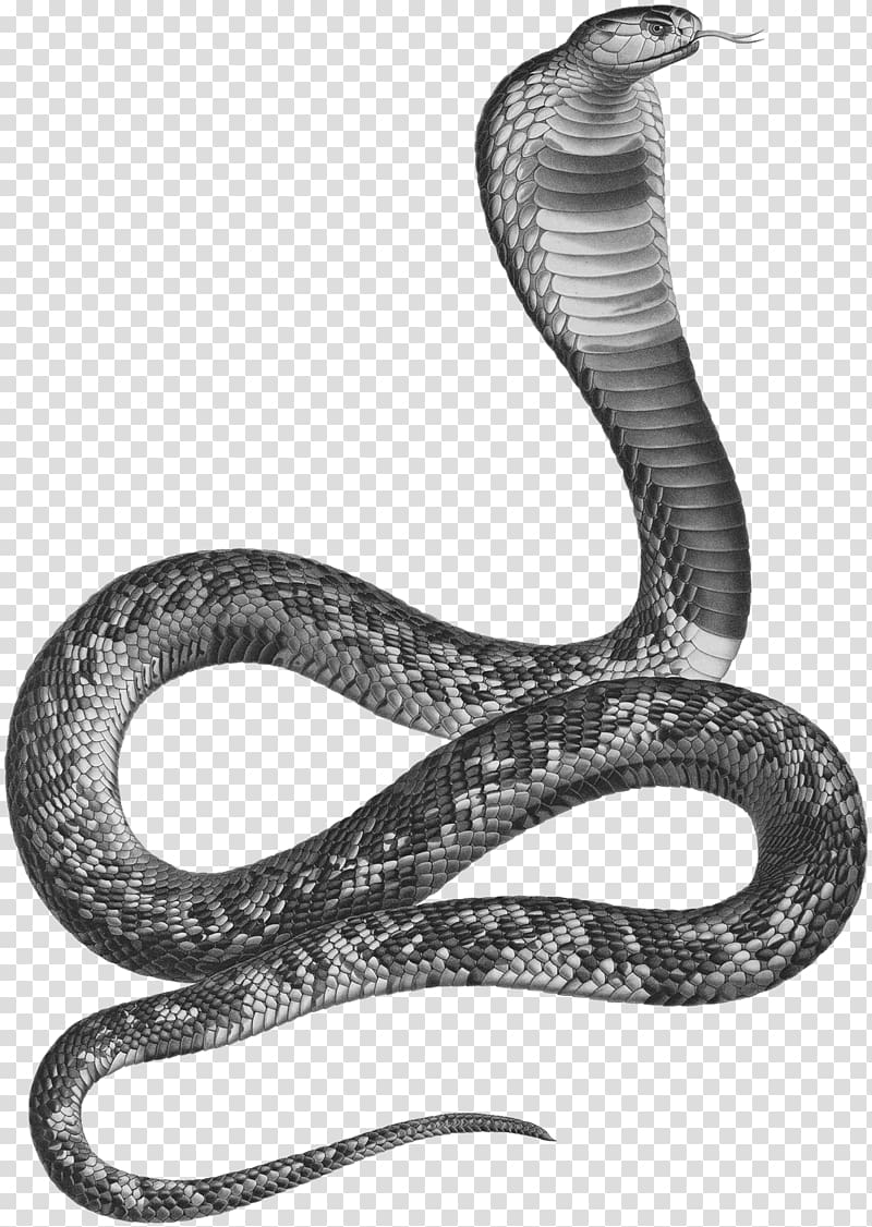 Snakes Ancient Egypt Asp Egyptian cobra, Egypt transparent background PNG clipart