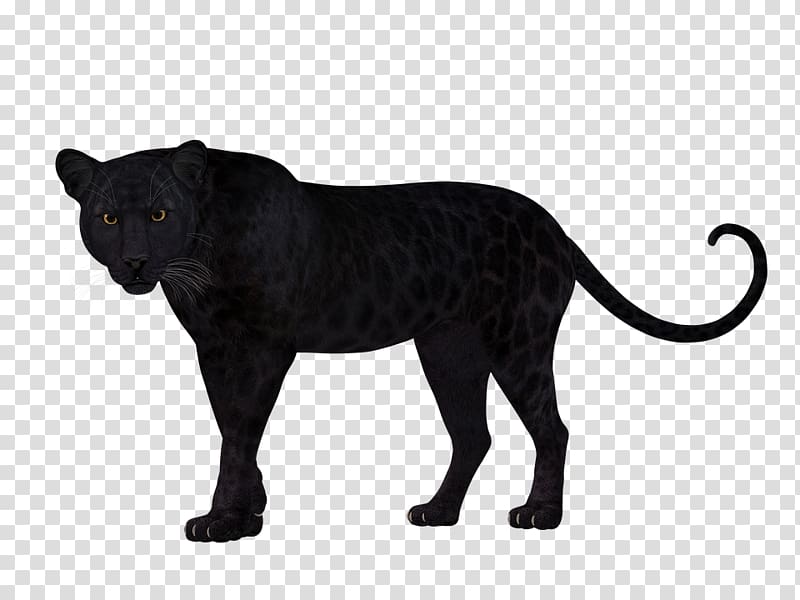 Leopard Panther Felidae Cat Tiger, leopard transparent background PNG  clipart | HiClipart