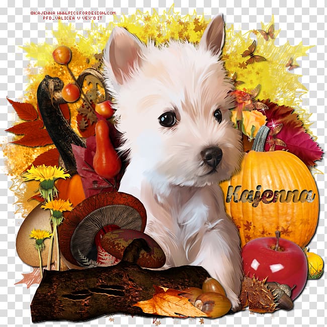 West Highland White Terrier Puppy Norwich Terrier Cairn Terrier Companion dog, puppy transparent background PNG clipart