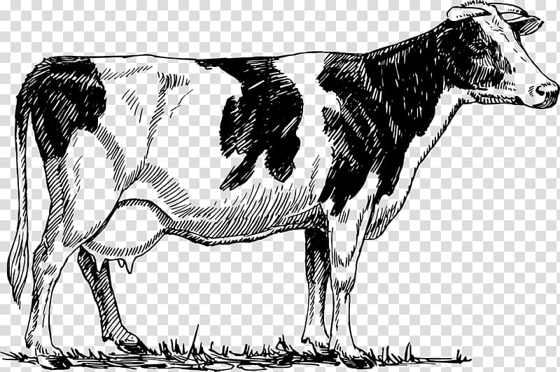 Holstein Friesian cattle Ayrshire cattle Beef cattle Dairy cattle, bovine transparent background PNG clipart