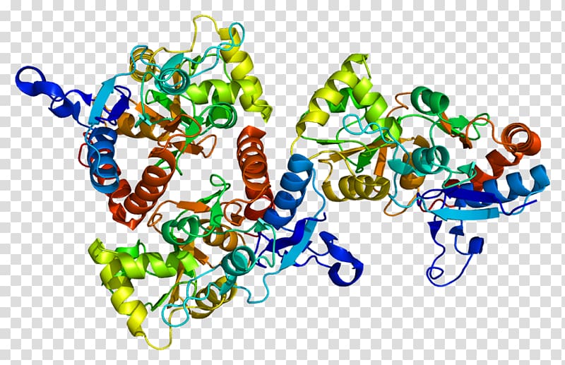 GRIA2 Protein Data Bank Ionotropic glutamate receptor Ligand-gated ion channel, others transparent background PNG clipart