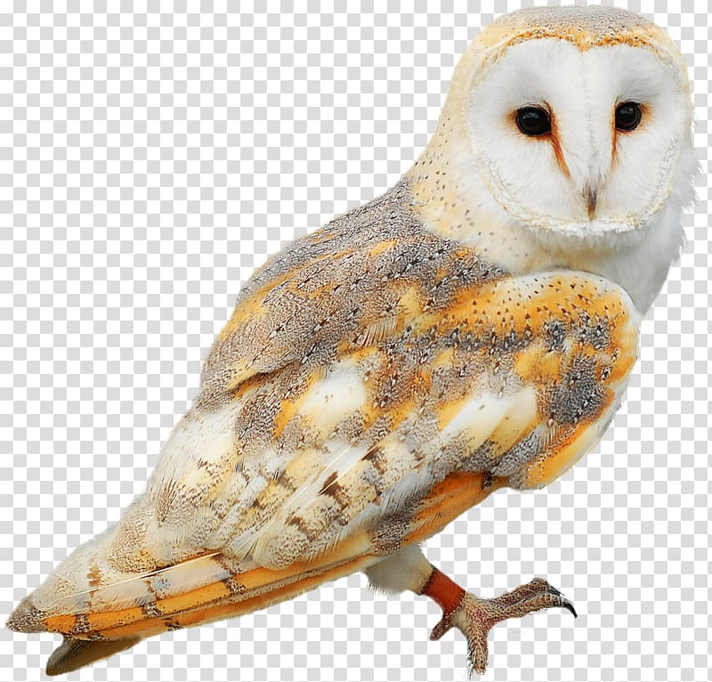 Barn owl Bird , owl transparent background PNG clipart