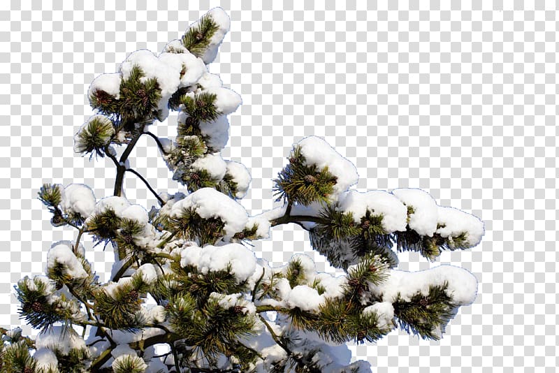 Snow Winter Euclidean , Snow branch transparent background PNG clipart
