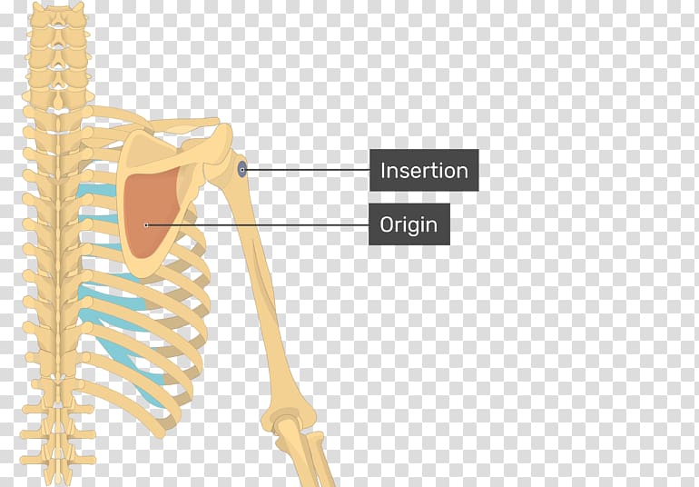 Latissimus dorsi muscle Teres major muscle Anatomy Origin and Insertion Teres minor muscle, arm muscle emoji transparent background PNG clipart