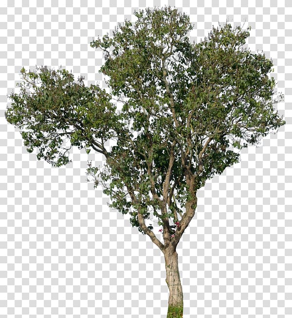 Populus nigra Tree Oak Magnolia, watercolor branch transparent background PNG clipart