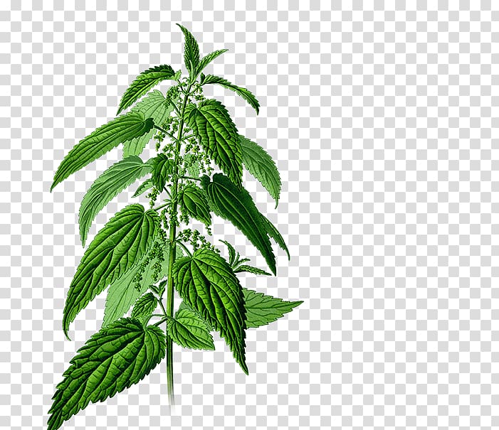 Common Nettle Fructus Dioecy Botany Herb, plant transparent background PNG clipart
