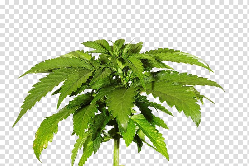 Cannabis sativa Skunk , Cannabis leaves transparent background PNG clipart