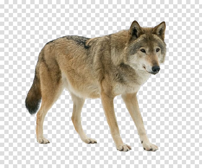 Dog Arctic wolf Eurasian wolf Iberian wolf, Dog transparent background PNG clipart