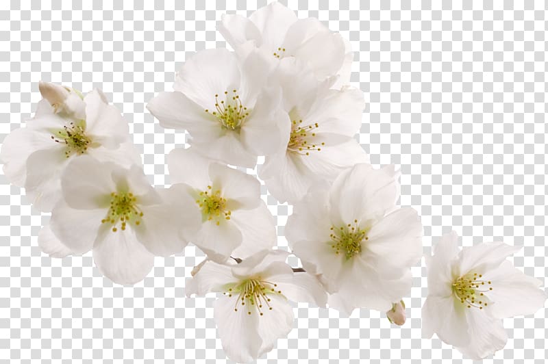 Cherry blossom White Peach, Bright white peach transparent background PNG clipart