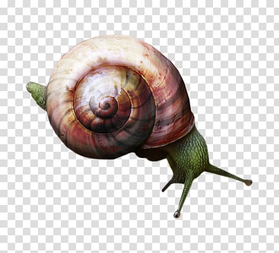 Snail Orthogastropoda, Lovely snail transparent background PNG clipart
