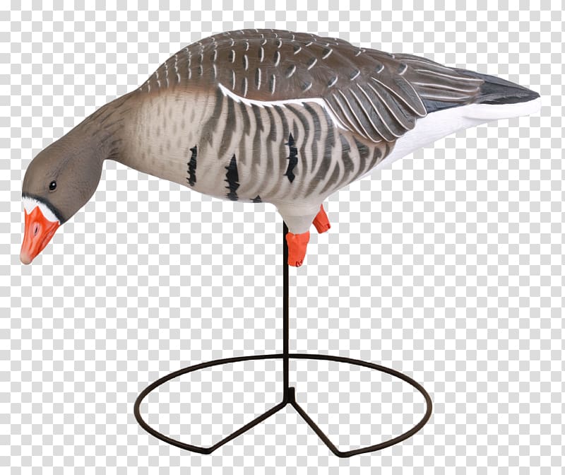Greylag goose Duck Mallard Decoy, goose transparent background PNG clipart