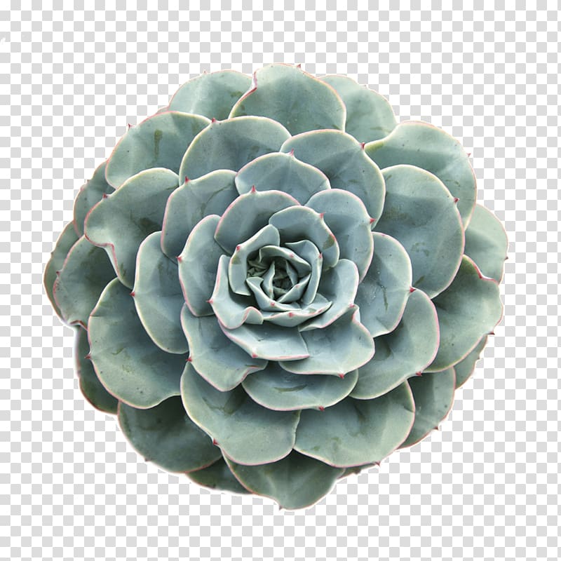 Gymnocalycium mihanovichii Sedum rubrotinctum Succulent plant Echeveria, succulent transparent background PNG clipart