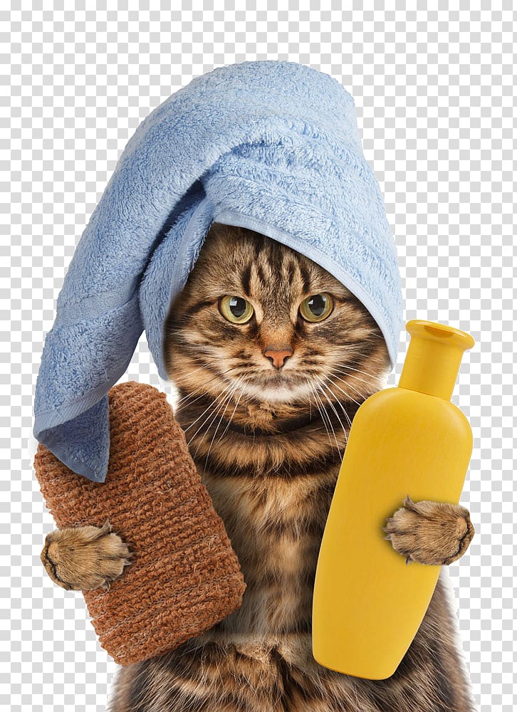 gray tabby cat, Cat Towel Kitten Pet Polyester, Take shower gel kitten transparent background PNG clipart
