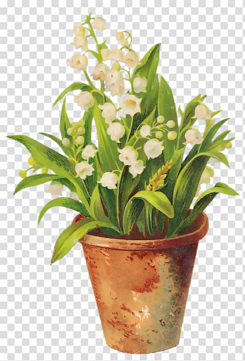 Lily of the valley Flowerpot Sony Xperia Z5 Premium , lily of the valley transparent background PNG clipart