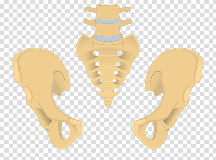 Hip bone Coccyx Sacrum Anatomy, pelvis transparent background PNG clipart