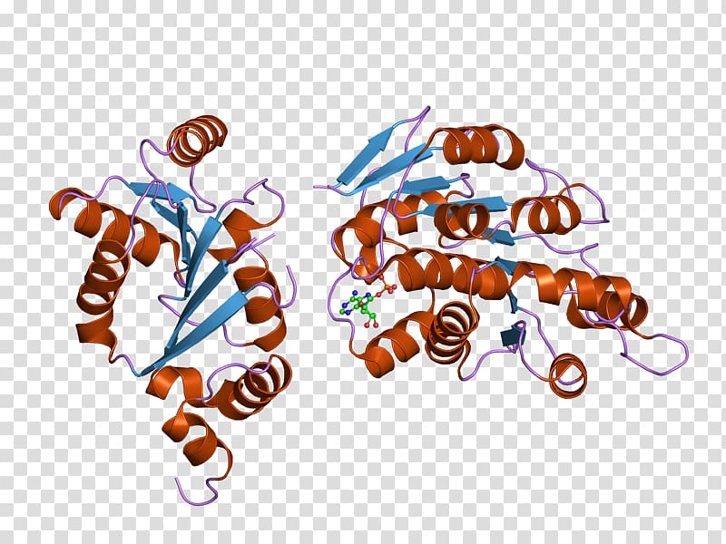 DDX3Y DDX3X DEAD box Helicase Enzyme, others transparent background PNG clipart