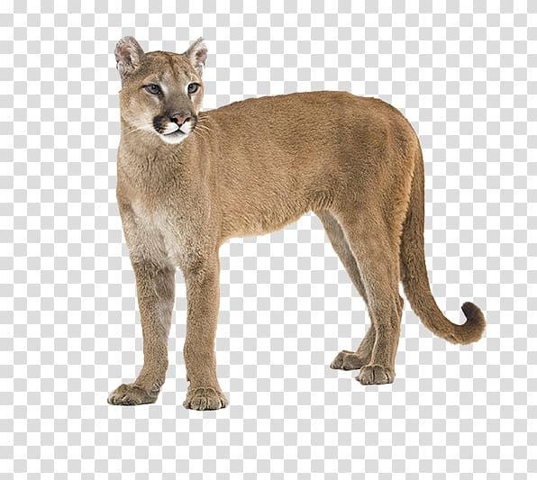 wildlife cougar transparent background PNG clipart