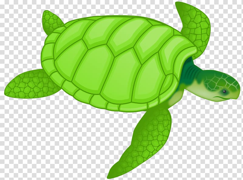 Green sea turtle Drawing , Free Turtle transparent background PNG clipart